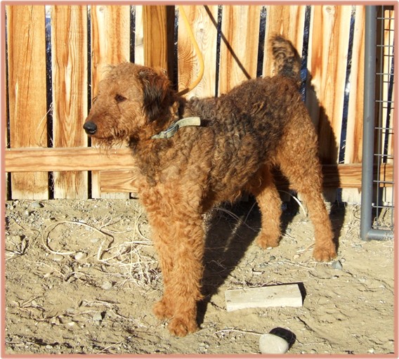 Tonka, large red Airedale