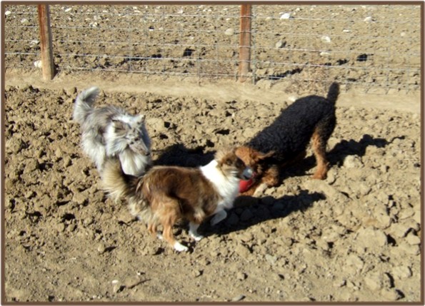 Miley (Airedale) playing with Lucy and Fluffles