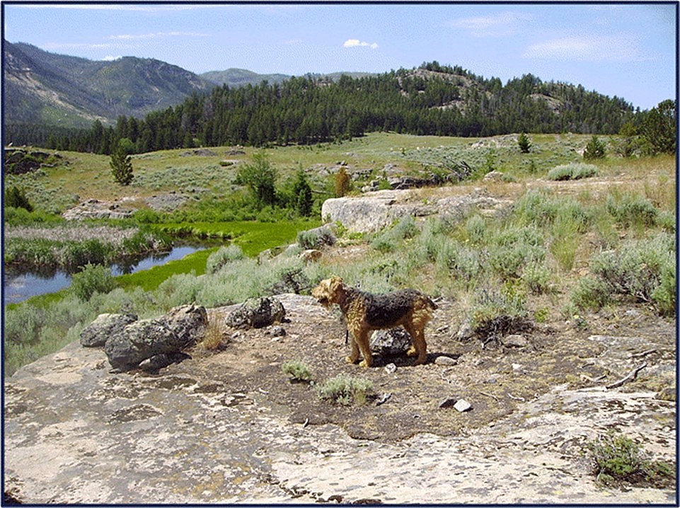 Large Airedale Fancy in the Beartooth Mountains