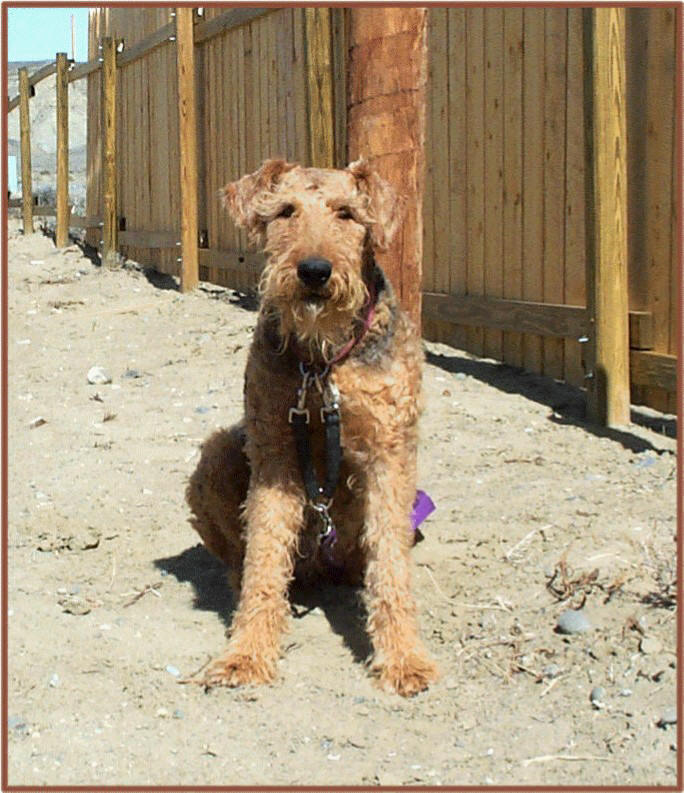 Fancy, female Airedale