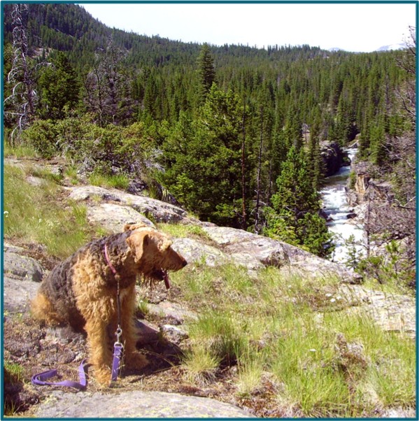 Airedale Fancy by canyon along the Clarks Fork River