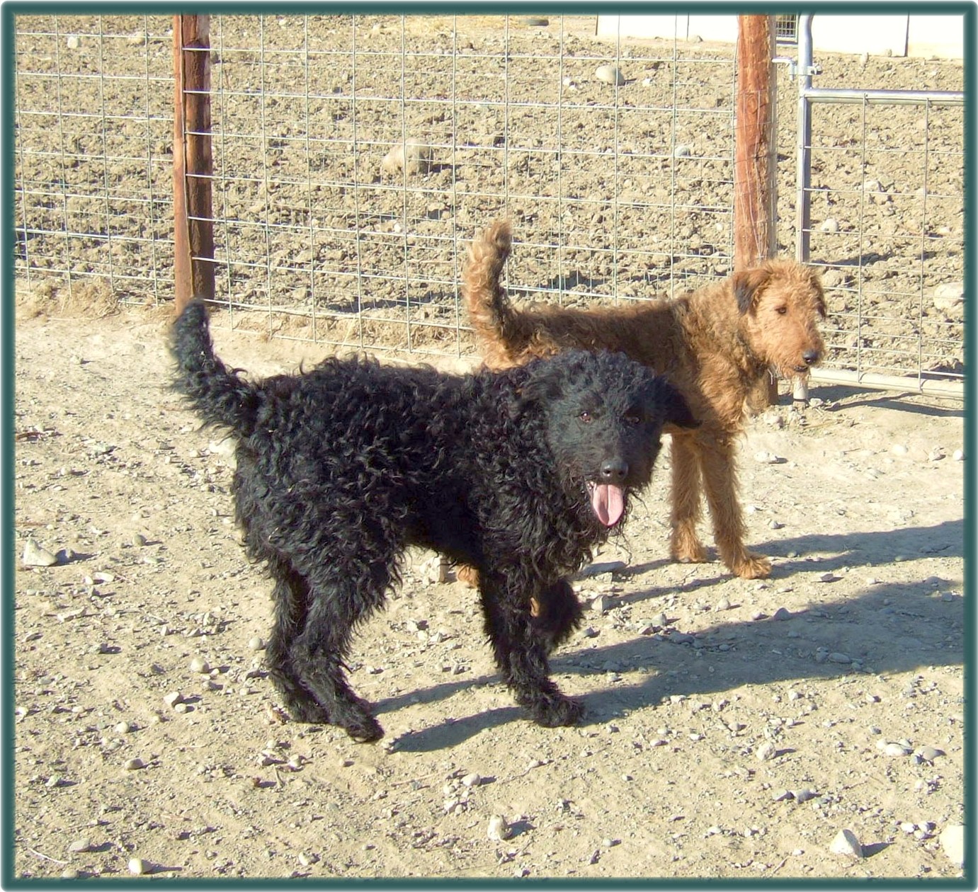 Black Magic and Shadow, rare red Airedale