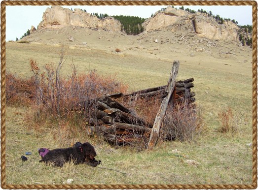 Black Airedale Mariah in the Bighorn Mountains of central Wyoming