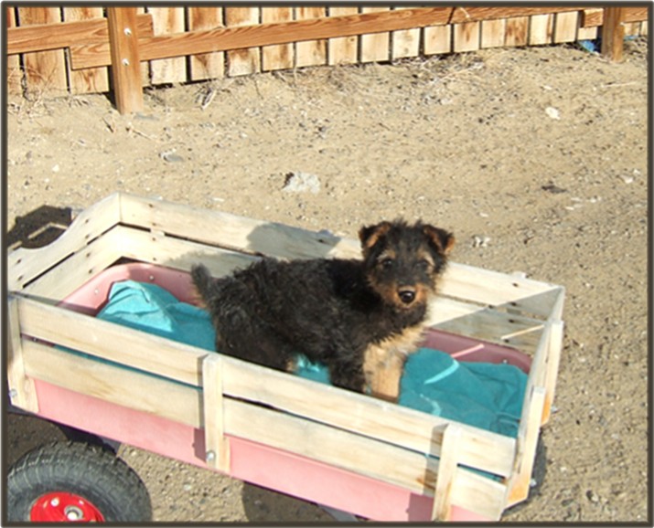 Airedale puppy Miley at 10 weeks old 