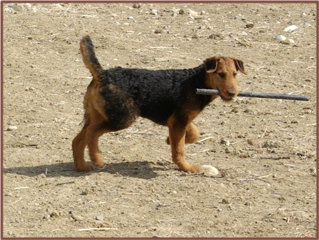Black & tan Airedale pup