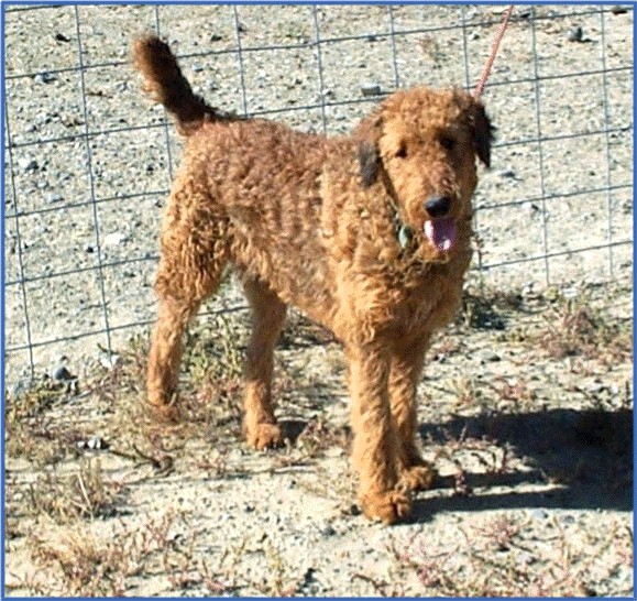 Red, tall Airedale (31-32 inches at the shoulder)