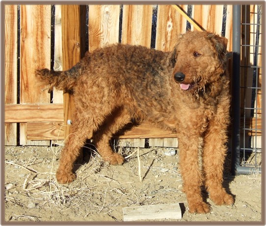 Tonka, large red Airedale