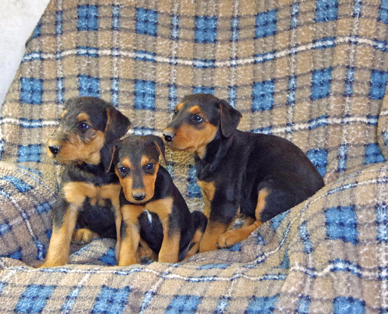 Airedale Terrier puppy