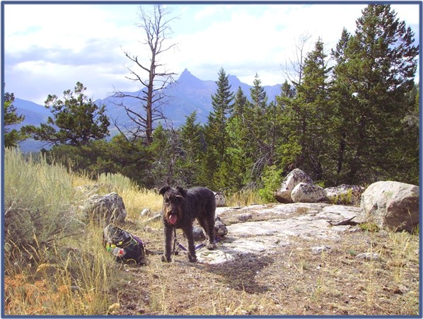 Mariah on rock outcrop in the Beartooth Mountains.  Index and Pilot Peaks in distant backbround.