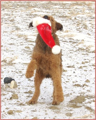 Red Airedale Terrier playing