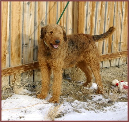 Rare red Airedale 